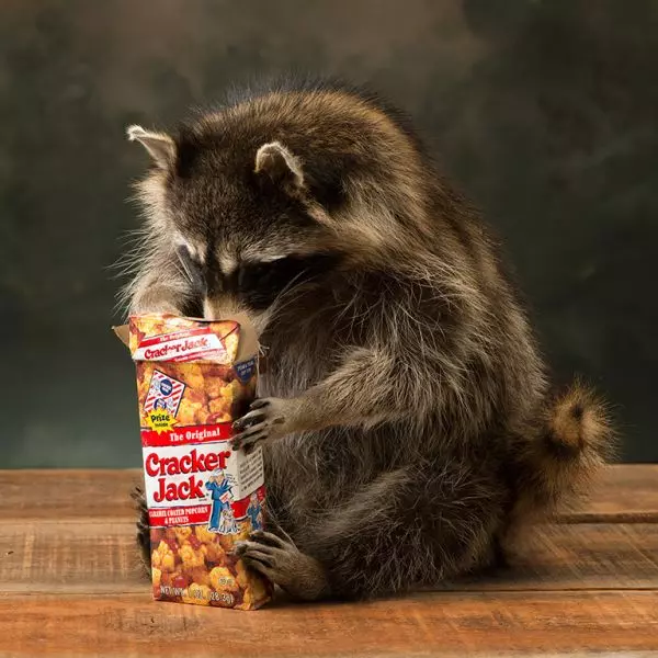 Cracker Jacks Raccoon Taxidermy Animal Statue Home or Office Gift 