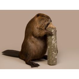 stuffed beaver taxidermy